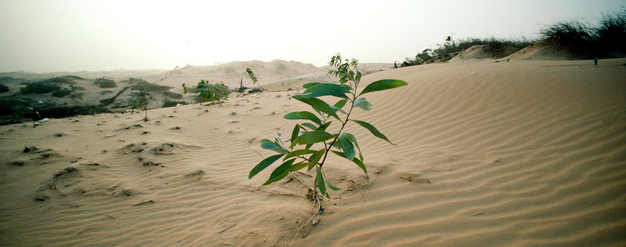 desert landscape